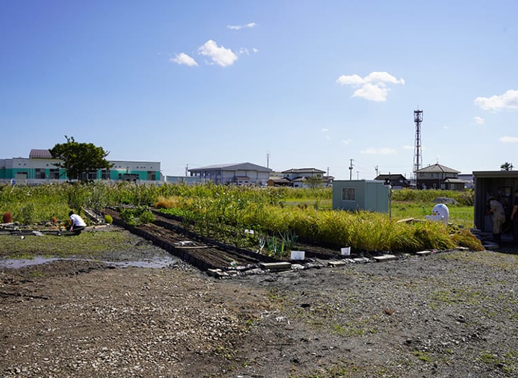 Field in Japan