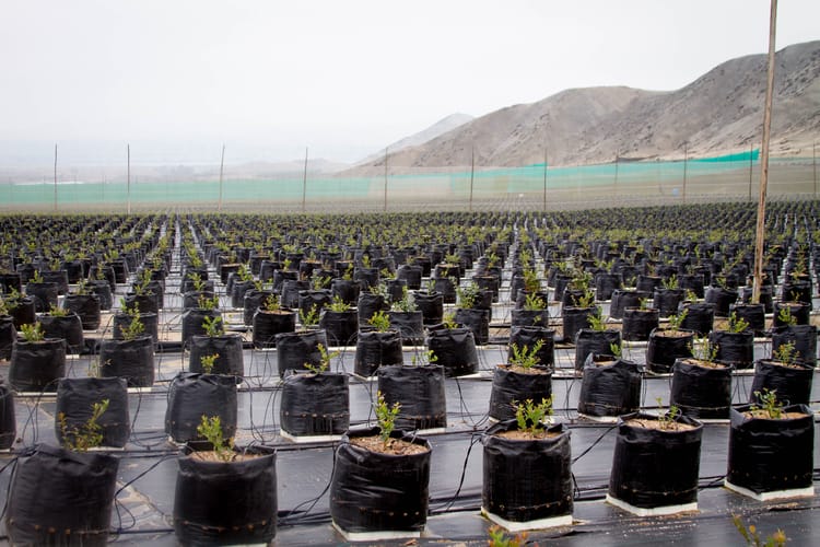 Banner How blueberry farming is evolving: three changes shaping modern production