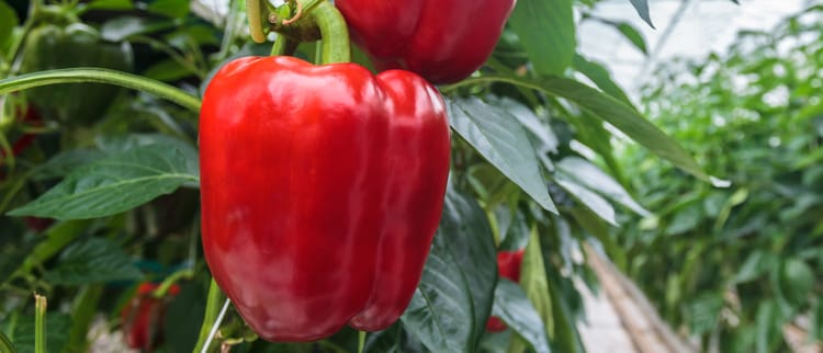 УПРАВЛЯЙТЕ КАЖДЫМ УДАРОМ ВАШИХ УРОЖАЕВ