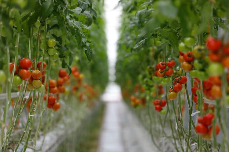 Культуры в теплице