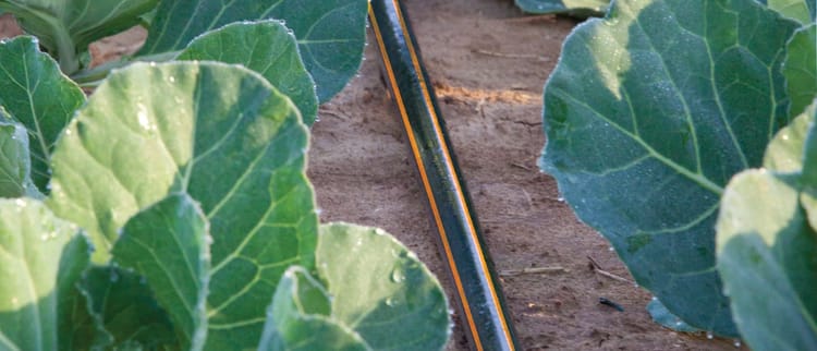 Капельницы и Капельные линии