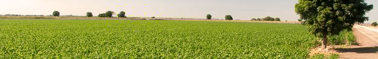 Banner Cultivos que tendrán mayor crecimiento en los siguientes años