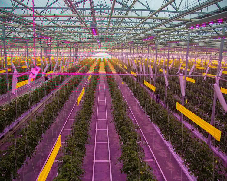 Large-scale polyhouse project