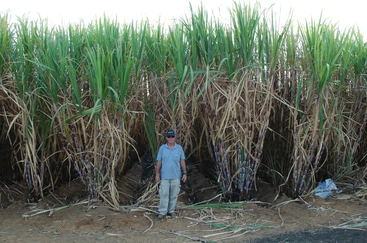 Person standing in front of the sugarcane at the CSS plantation