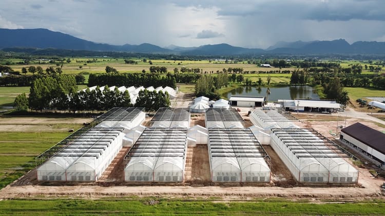 Ensuring High Quality Potato Seedlings for Pepsico’s World Famous Potato Chips