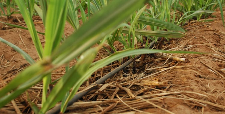 Scaling Up Sugarcane Production