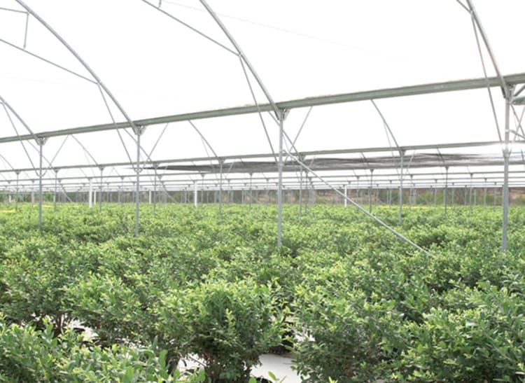 Blueberries in greenhouse in South Africa