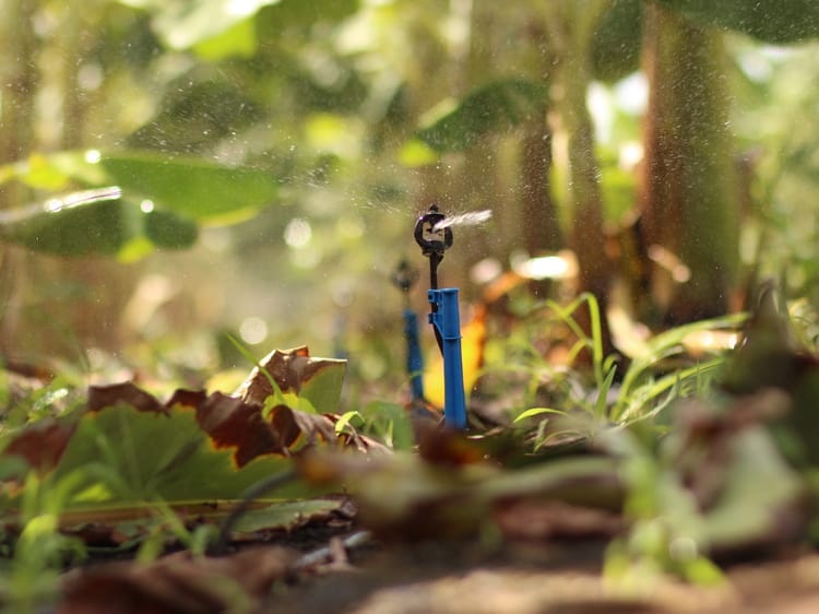 banana_micro-irrigation_brazil