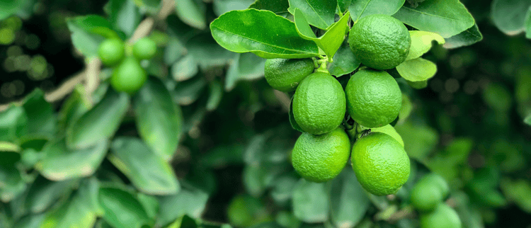 ¿Cuál es la mejor opción de riego para limón?