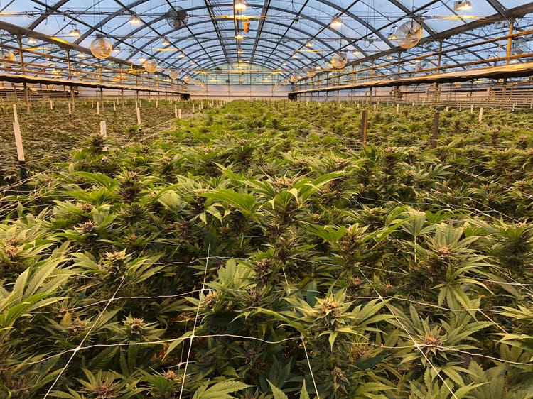 cannabis in greenhouse 4