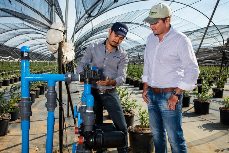 shooting berries, cd guzman, jaslico, Mexico_1
