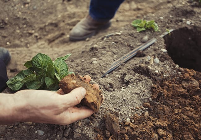 The Smart Potato: How Precision Irrigation is Climate-Proofing Global Yields