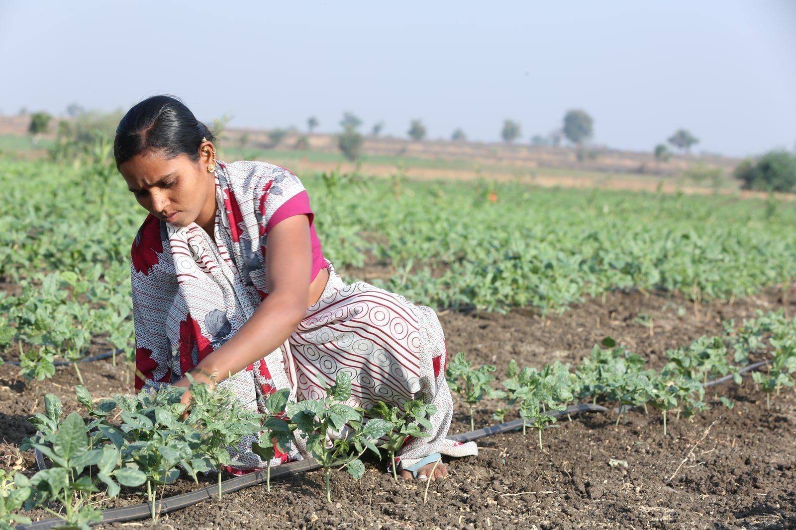 Community Irrigation