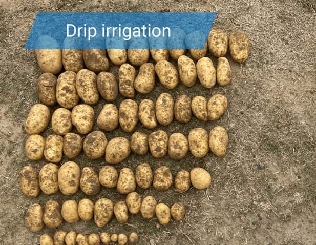 Netafim France and McCain Foods Launch Initiative to Promote Drip Irrigation in Potato Cultivation