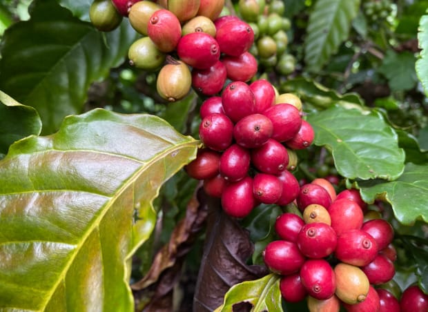 Orbia Netafim Study Finds Coffee Grown with Drip Irrigation Substantially Reduces its Environmental Impact