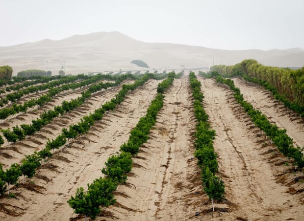 Drip irrigation an important option for soil salinity