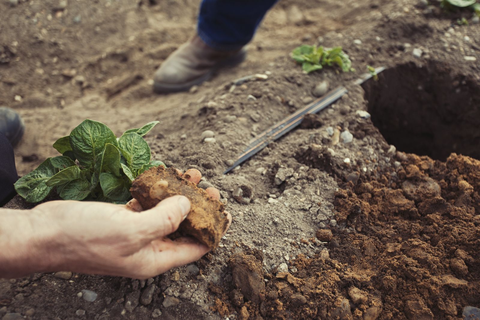 Regenerative Agriculture