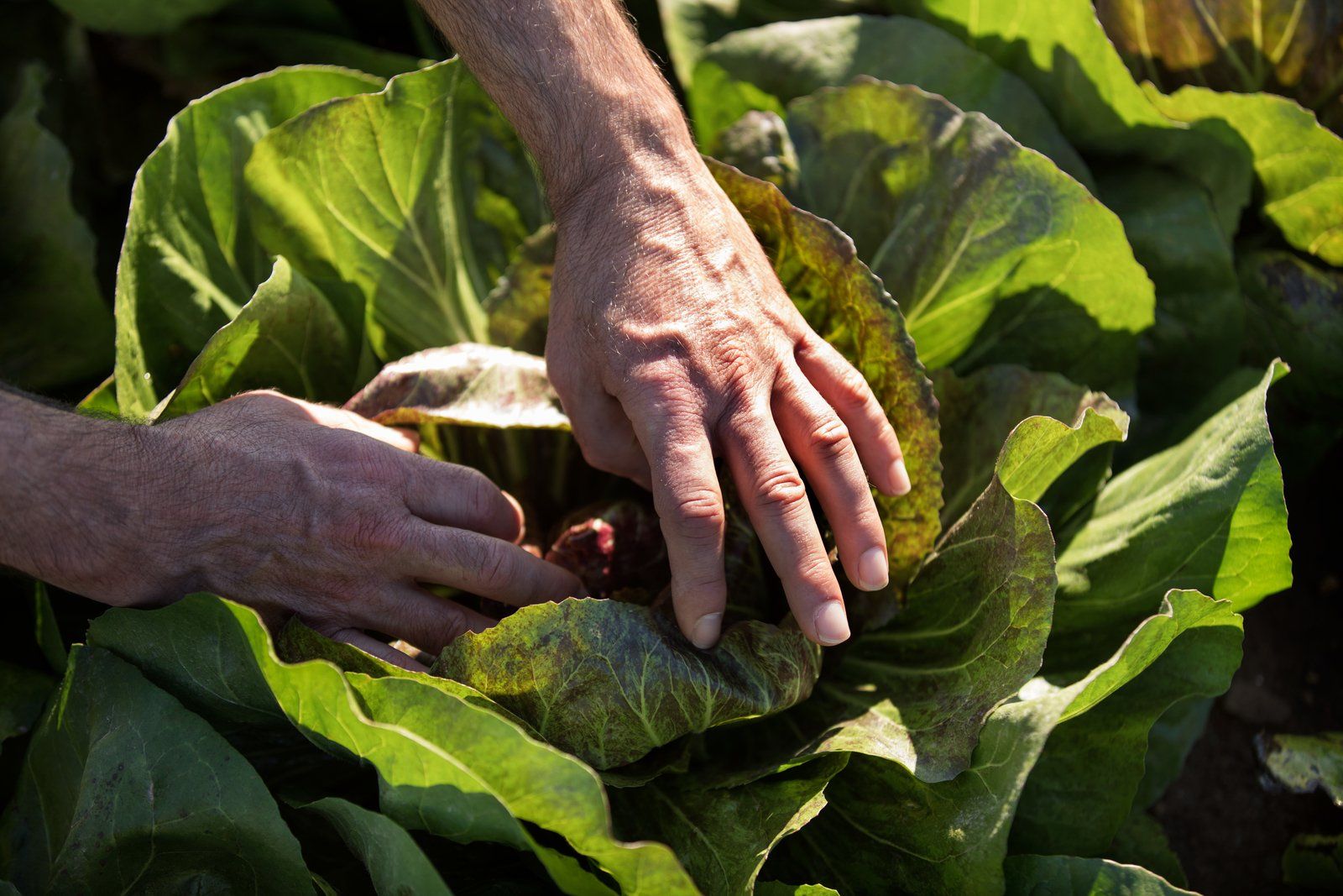 Congreso de Cucurbitáceas y Hortalizas