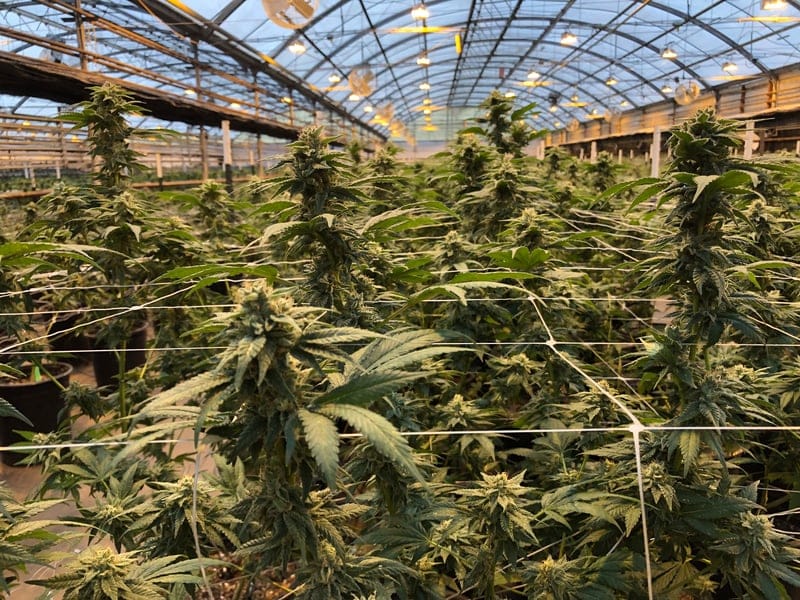 Медицинский каннабис