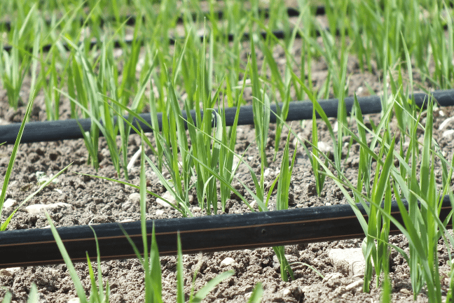 Orbia’s Precision Agriculture Business Netafim Reveals First Carbon Credits Initiative for Global Rice Growers at COP27