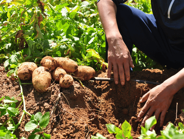 XIX Congreso Nacional de Papa