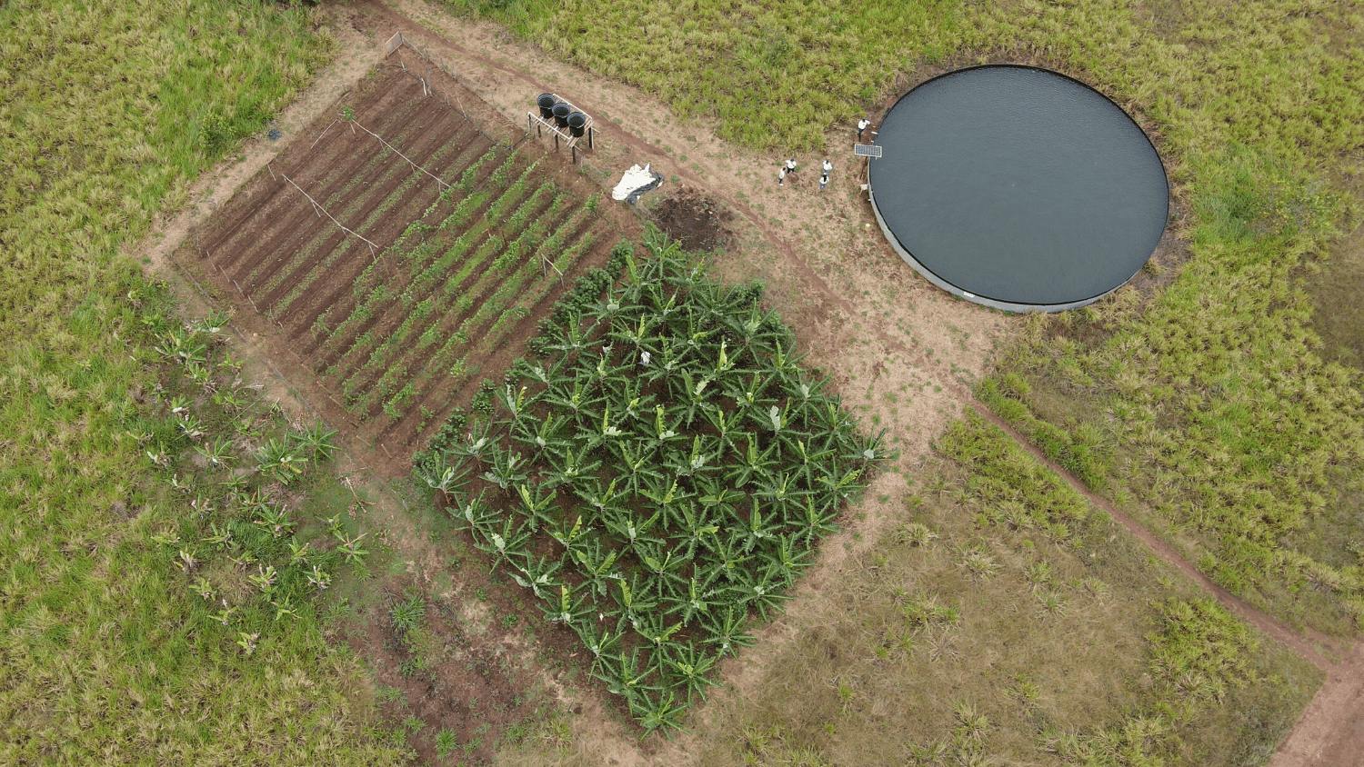 Seguridad alimentaria