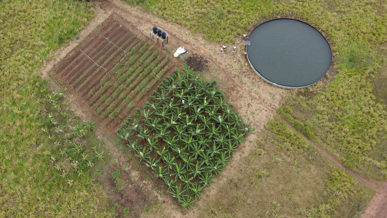 Seguridad alimentaria