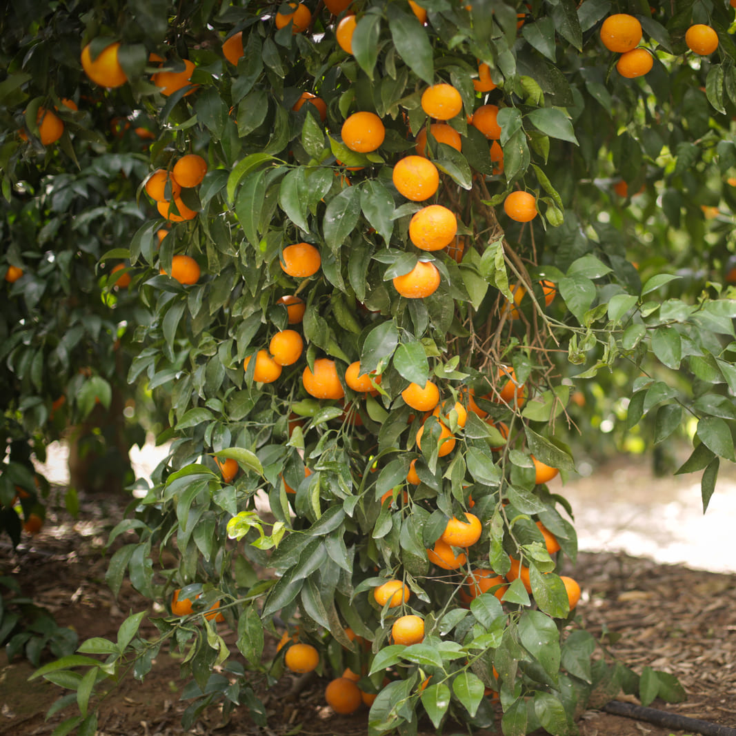 Increase Citrus Yield Using Drip Irrigation Netafim