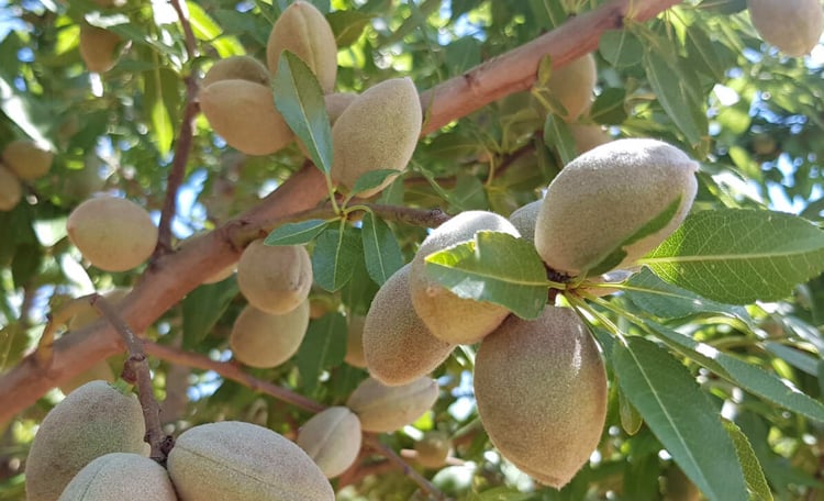 Almonds - orchard
