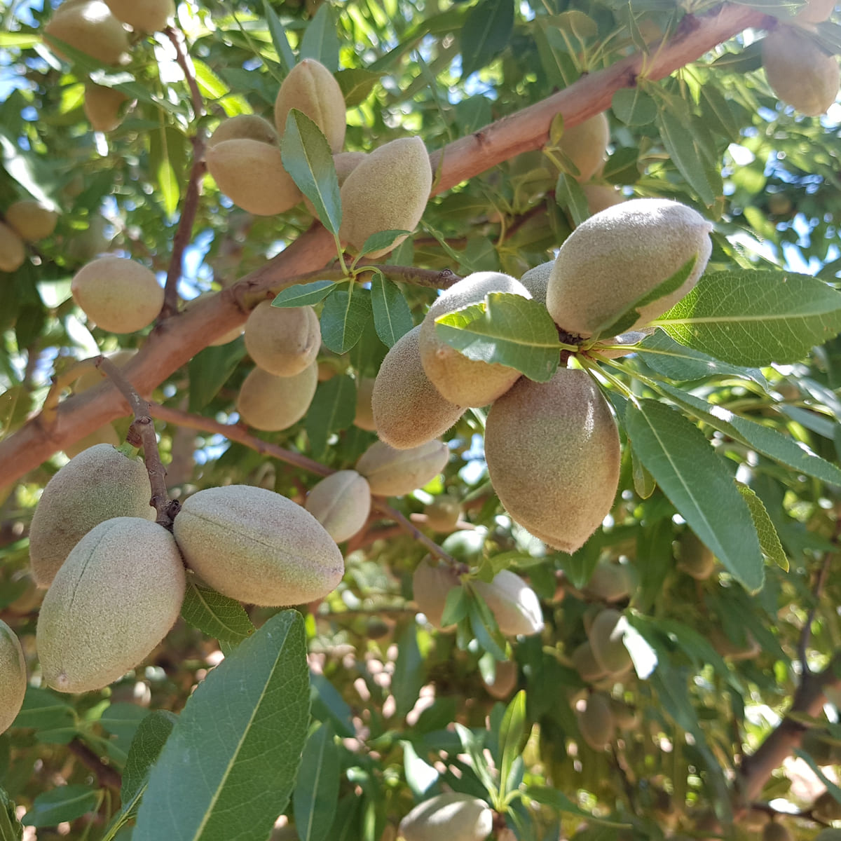 Саженцы Миндаля Купить