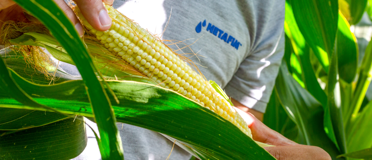 Increasing corn yields, while saving water