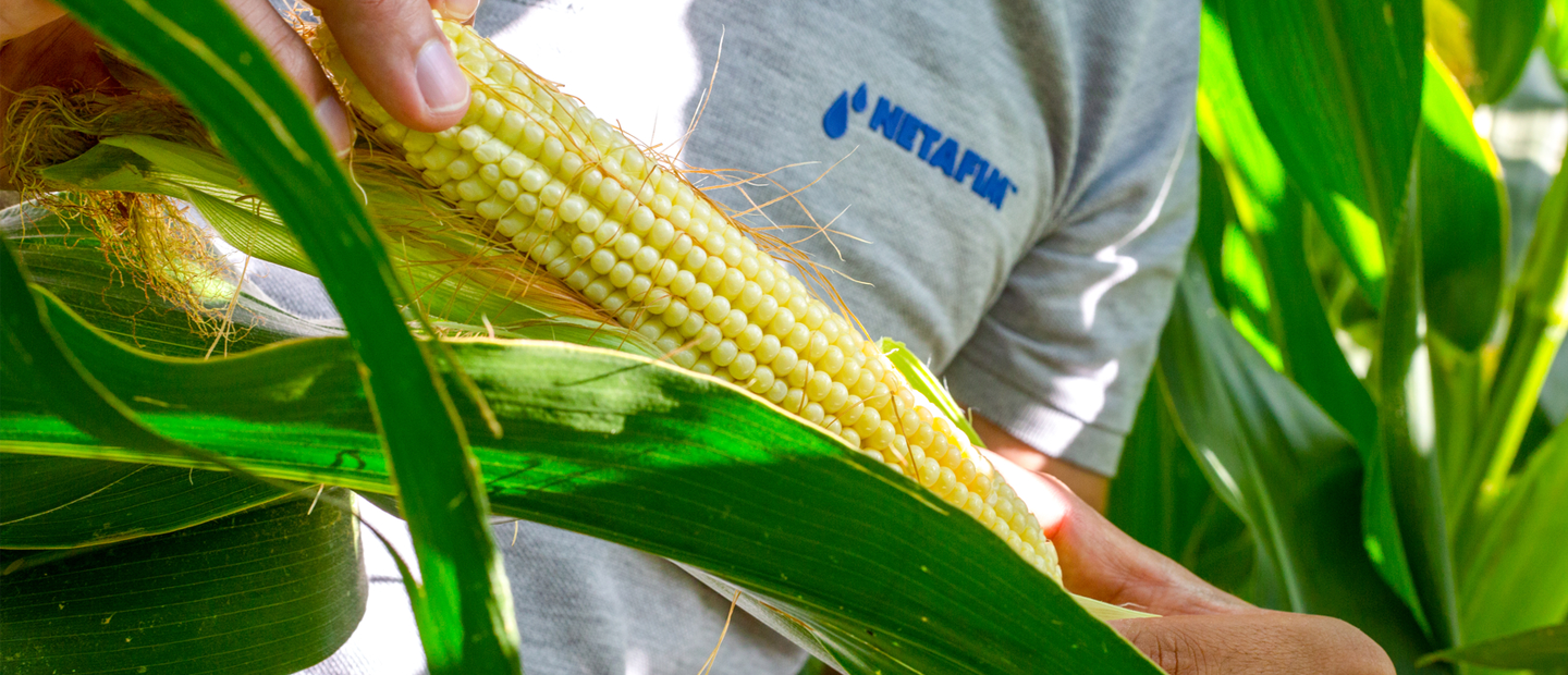 Corn Drip Drip Irrigation for Corn – increasing yields, saving water