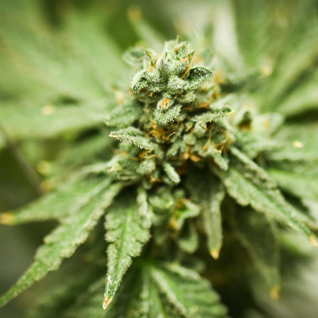 Grow Your Medical Cannabis Project I Netafim, image size:1066x1066