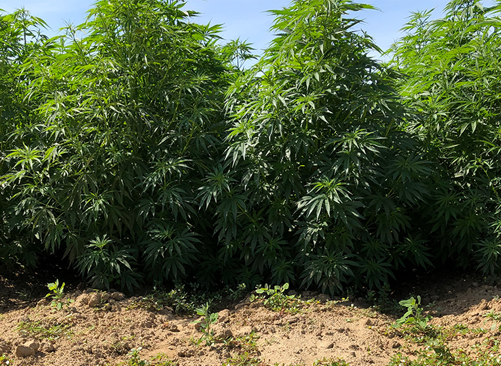 Irrigation for Hemp Production Meeting Hemp Water Requirements