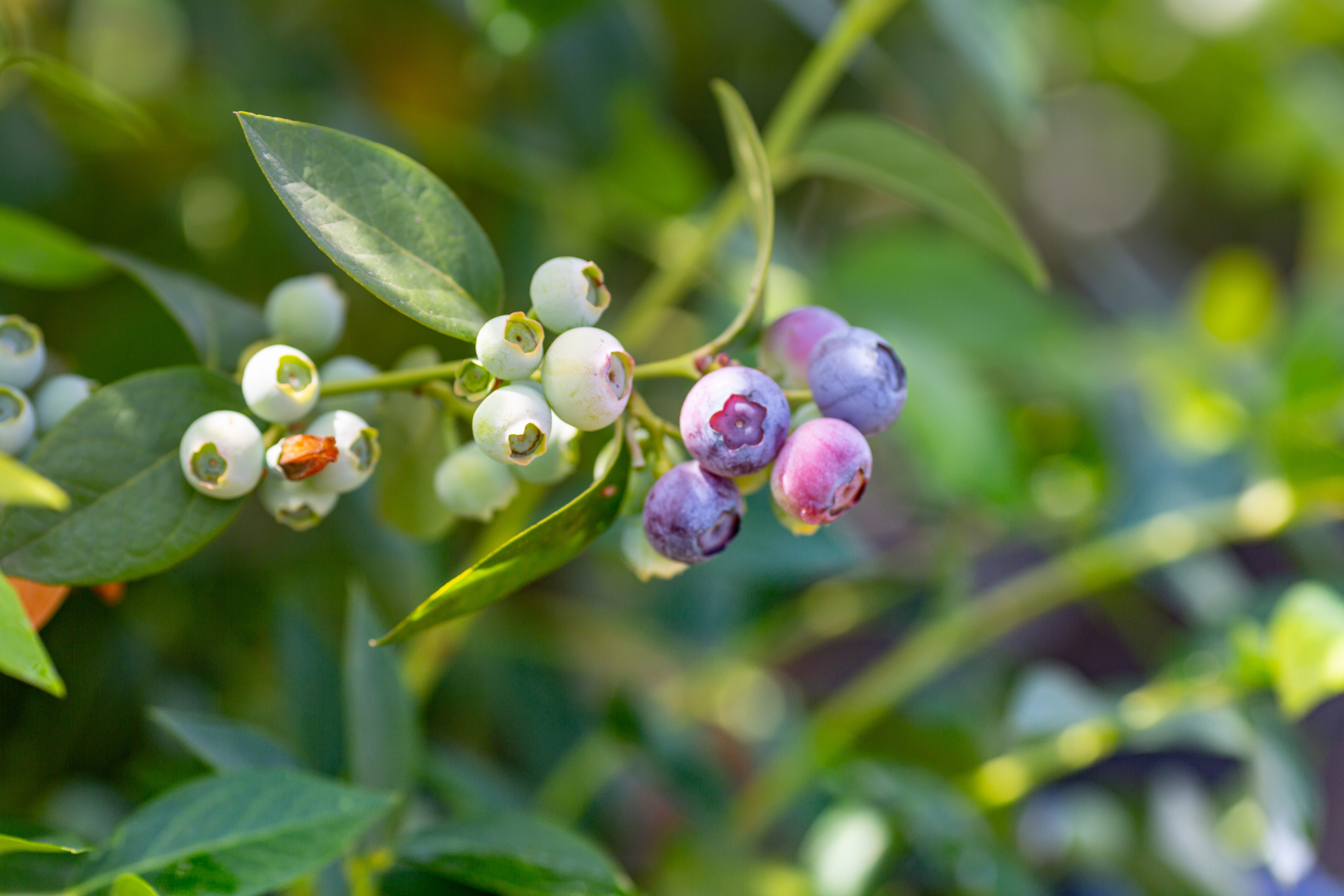 Blueberries