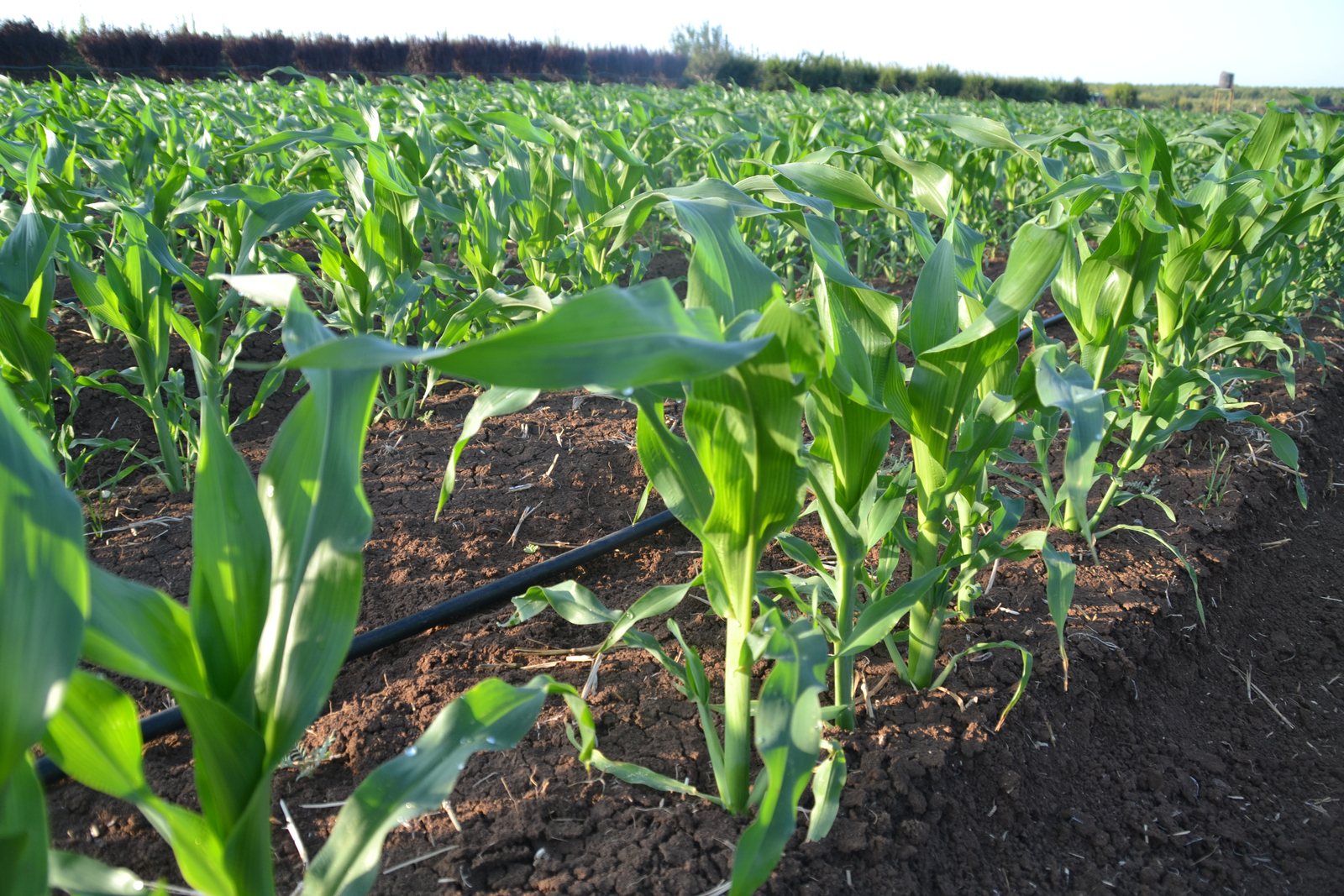 Growing Maize With Less Water