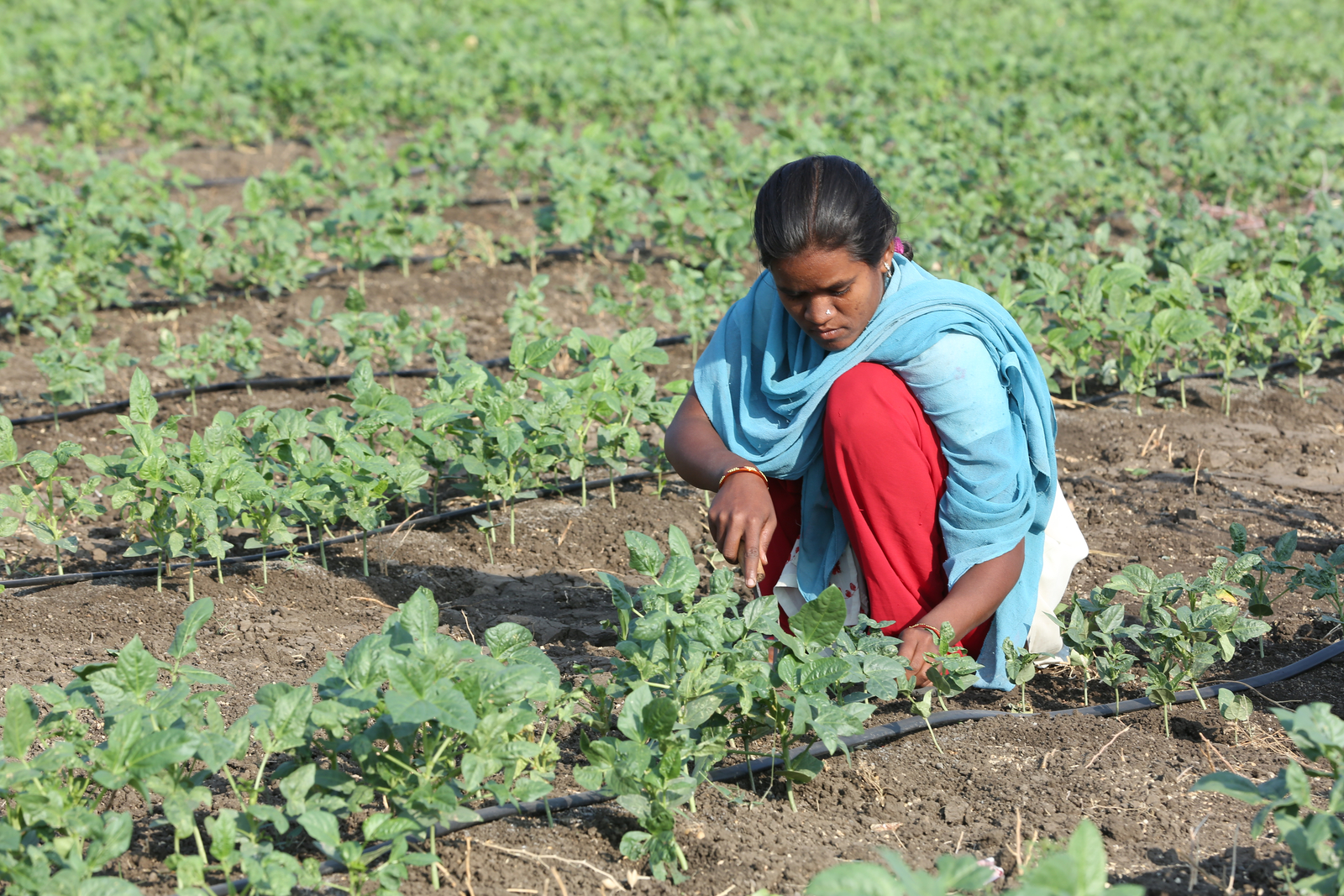 DRIP IRRIGATION CHANGES THE FACE OF AGRICULTURE