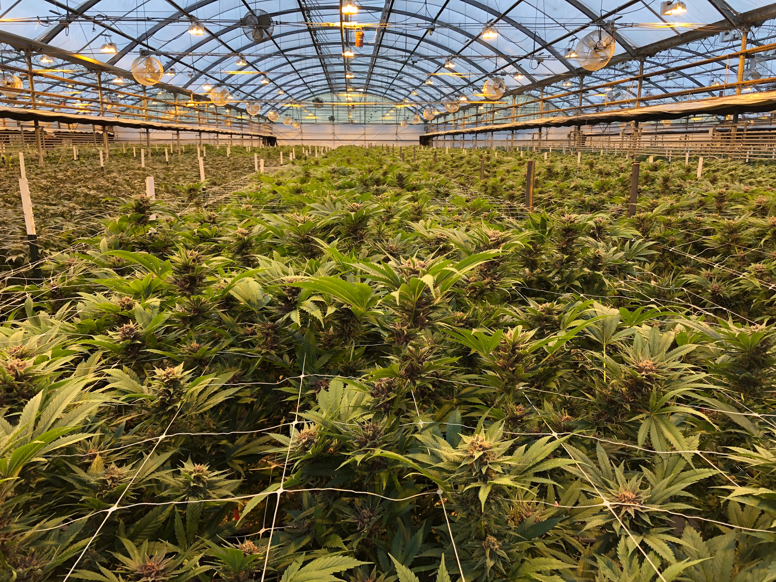 How to Get Your Medical Cannabis Project Started?