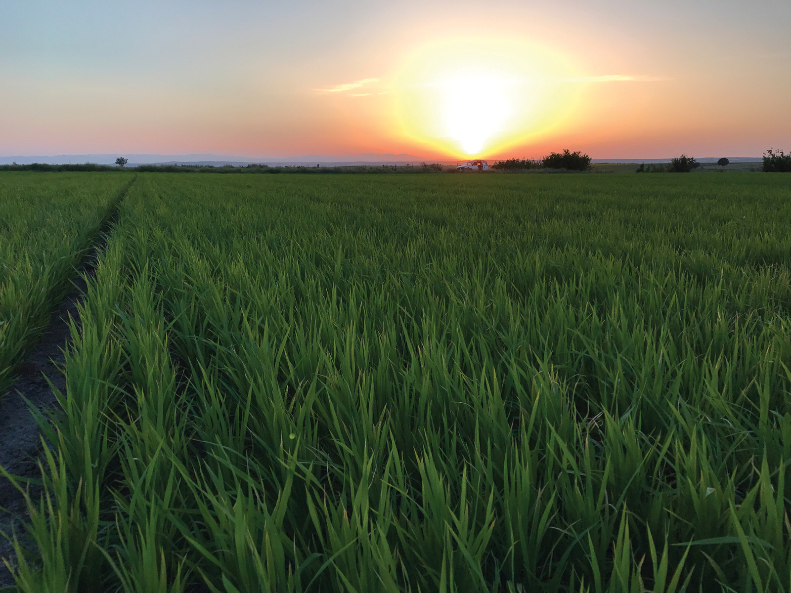 Rice field in Turkey - drip irrigation product
