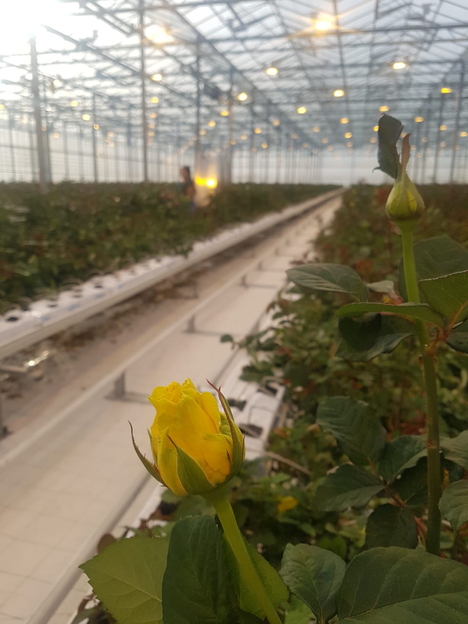 Netafim projects – extending activity in the global greenhouse market