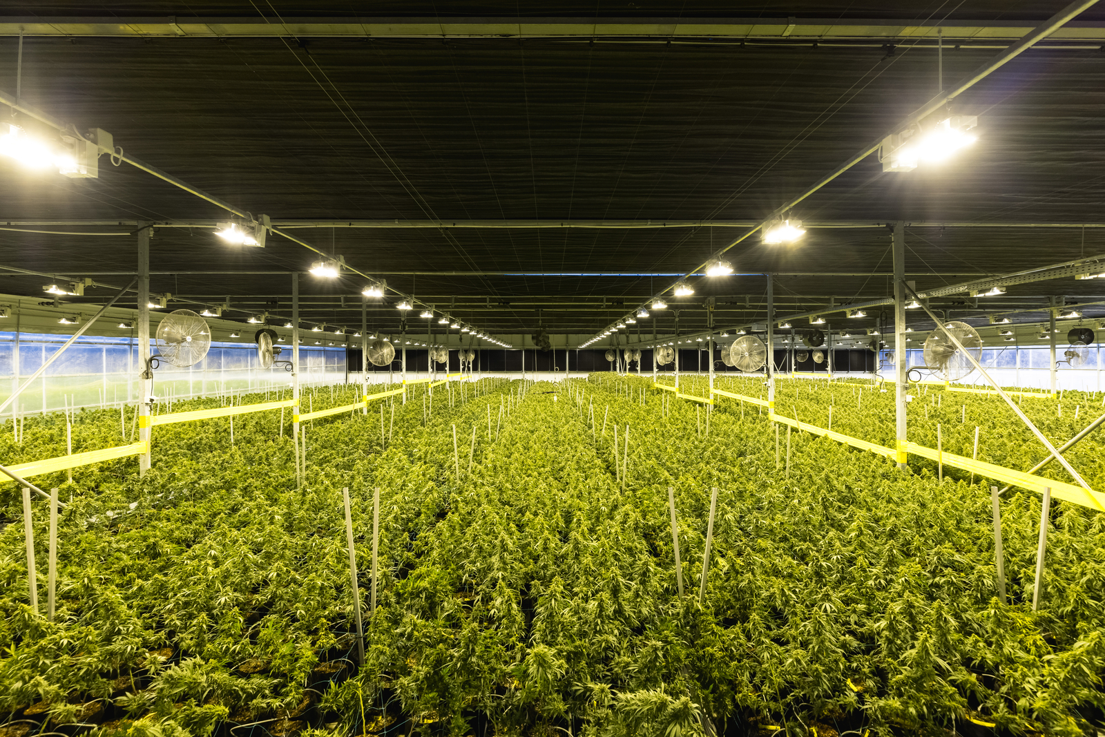Growing medical cannabis in greenhouses with the right light deprivation system