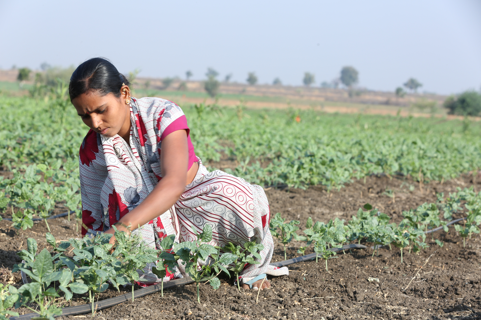 Community irrigation