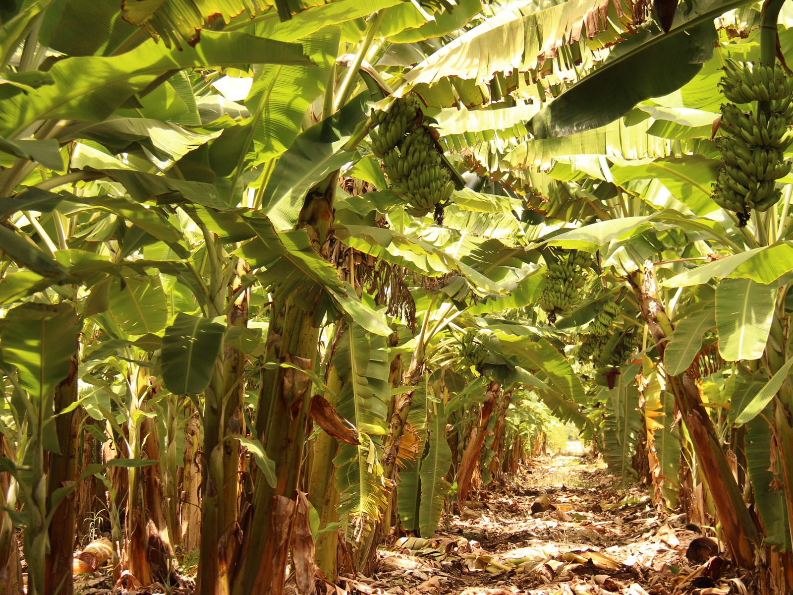 Growing a banana