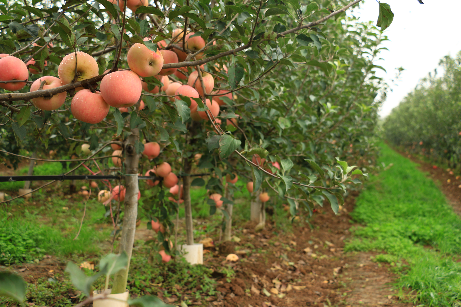 Increase Apple Yield Using Drip Irrigation Netafim
