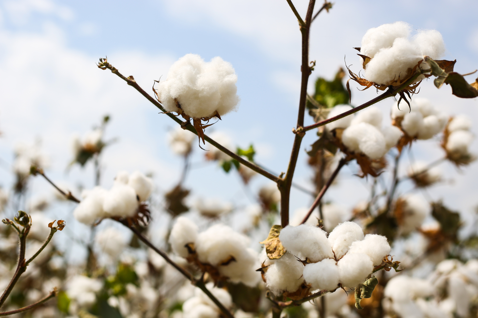 Growth of cotton