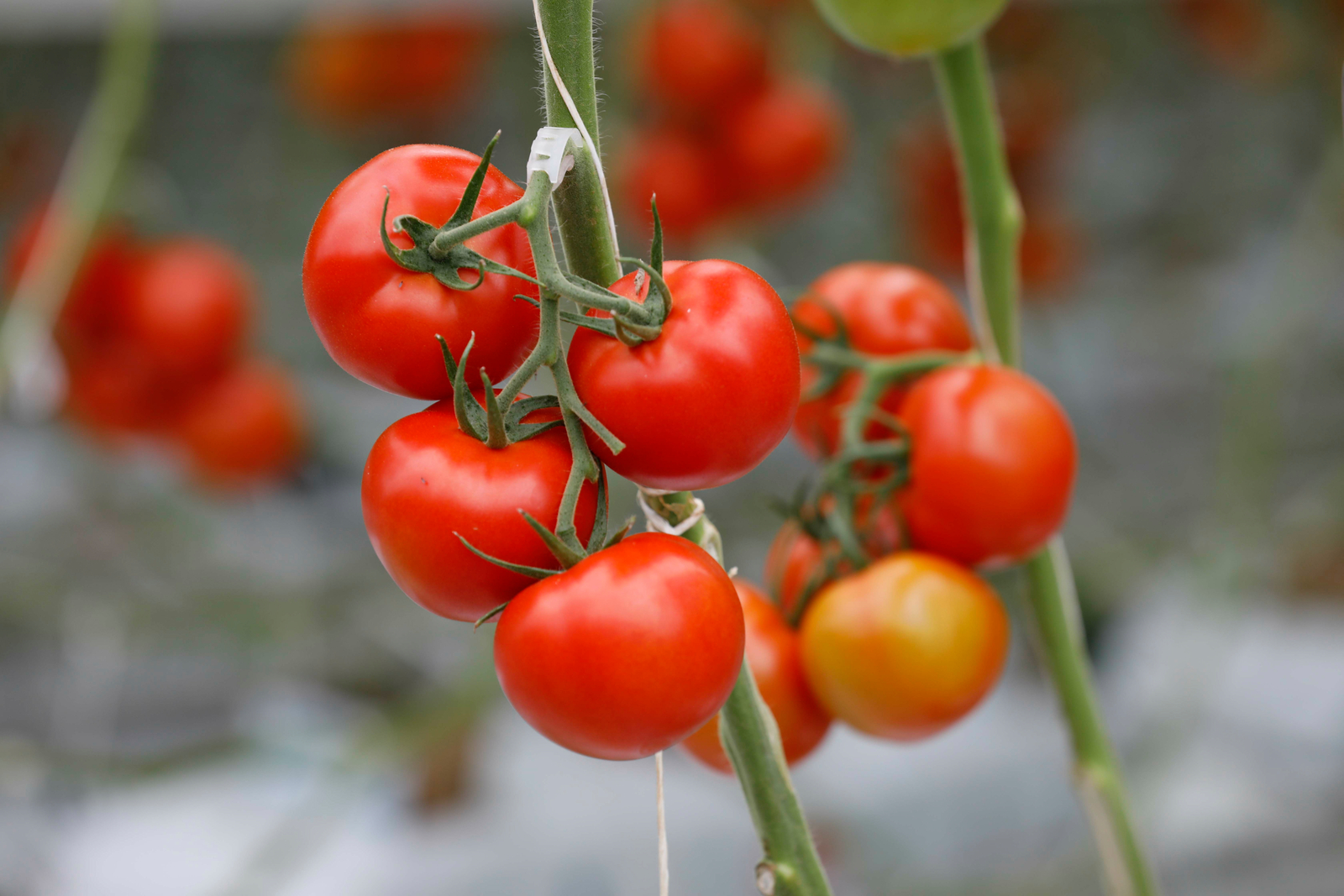 Optimal growing conditions for Greenhouse Tomatoes