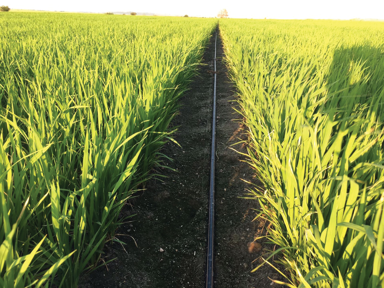 Startingline Rice Streamline™ X: Optimal Irrigation, the Toughest Drip Line | Netafim