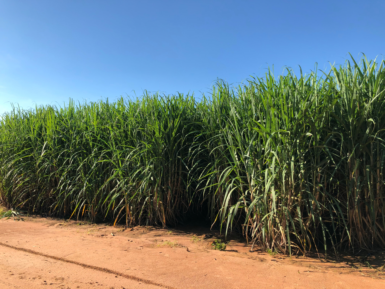 Increase Sugarcane Yield Using Drip Irrigation Netafim