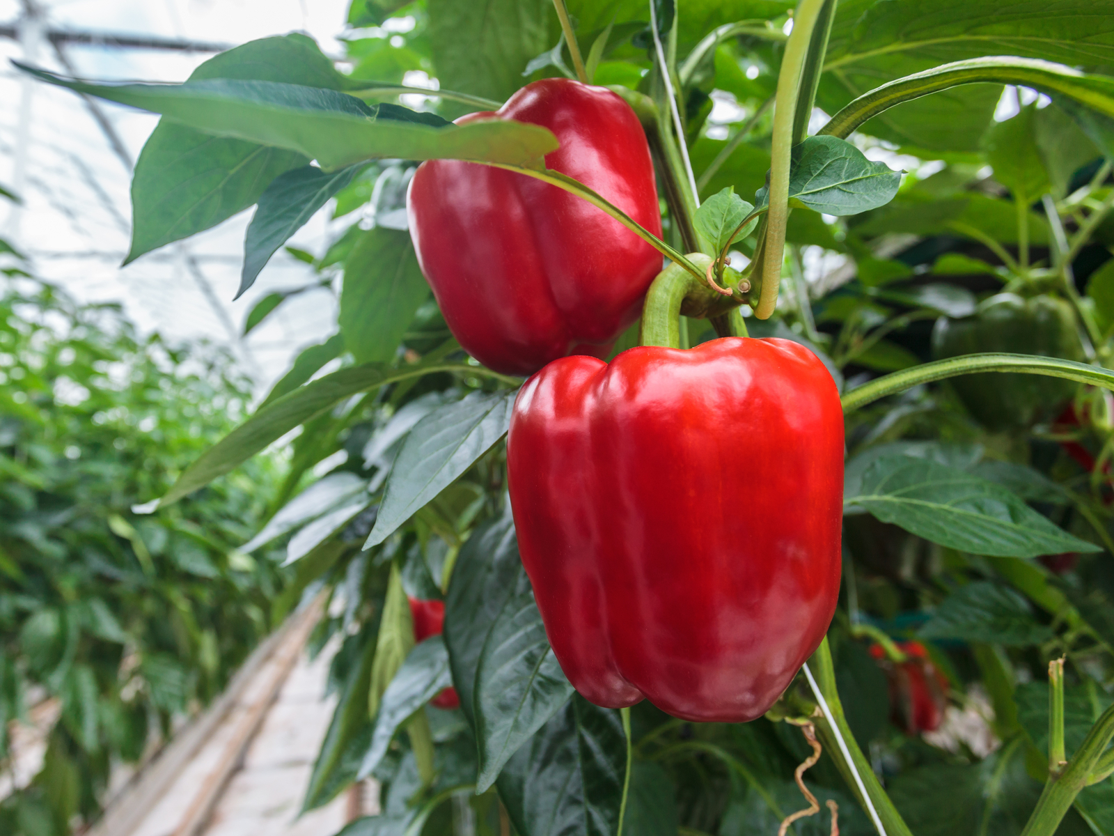 Increase Greenhouse Peppers Yield Using Drip Irrigation Netafim