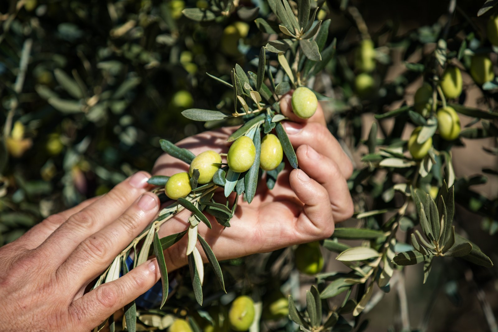 precision irrigation for olive groves